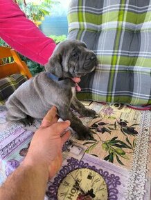 Cane Corso