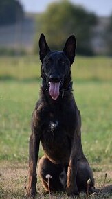 Krytie Malinois