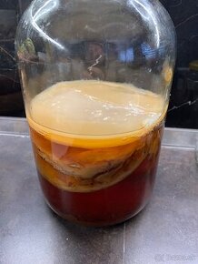 Kombucha