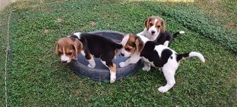 bígl, bígel, beagle