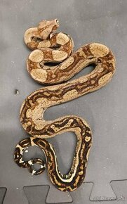 Boa constrictor jungle