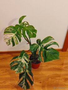 Monstera Deliciosa - Albo Variegata