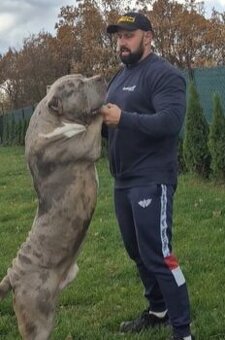 American bully xl