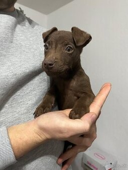 Patterdale terier