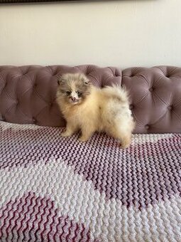 Pomeranian