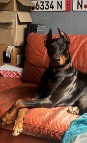 DOBERMAN NA KRYTIE