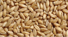 Vymením pšenicu za jacmen - 1