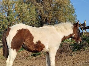 American Paint Horse