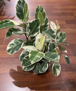 Ficus elastica tineke