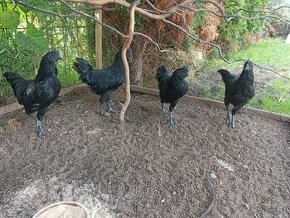 Ayam Cemani