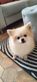 Pomeranian