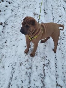 Shar-pei , šarpei