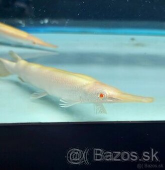 Lepisosteus platyrhincus albino red eye 20+cm