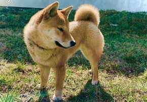 Shiba inu cervena plus labrador cierny