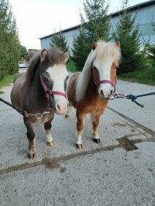 Predám mini horse, pony - 1