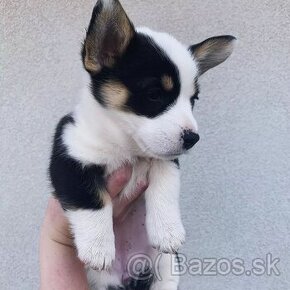 Krásne šteniatka welsh corgi Pembroke