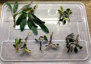 Bucephalandra mix