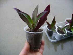 Reo / Tradescantia - izbová rastlina mládniky