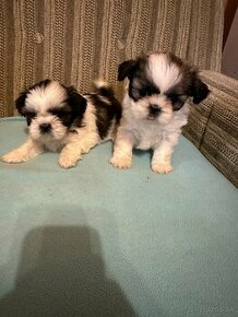 shi tzu, shitzu - 1