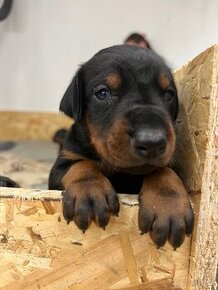 Doberman šteniatka