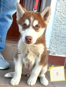 Sibírsky husky