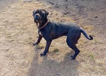 Cane corso