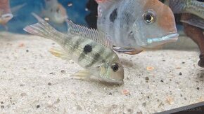 Ponukam na predaj 12 ks 	Geophagus sp. “Tapajos Red Head”