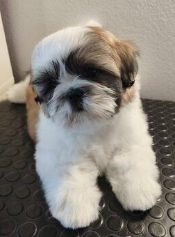 Shih-tzu šteniatka s preukazom pôvodu