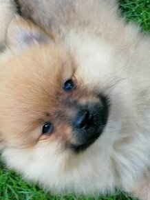 Oranzovy spic - pomeranian