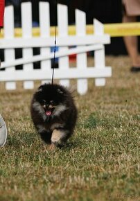 Pomeranian spitz