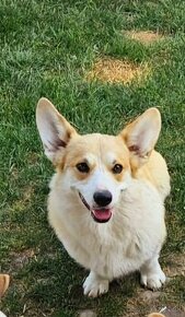 Welsh Corgi Pembroke