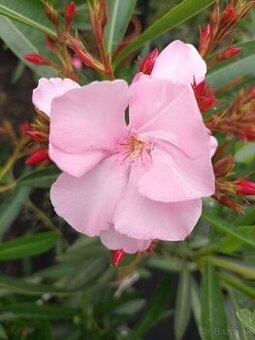 Oleander , Leander