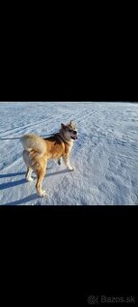 Akita inu