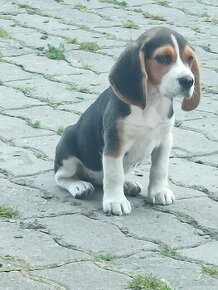 Beagle, bigl, bígel