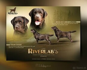 Labrador retriever steniatka