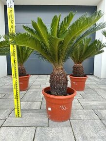 Cykas japonský (Cycas revoluta) - 1