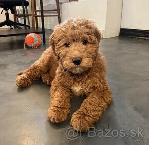 Goldendoodle