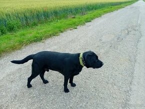 Ponukam na krytie cistokrvneho labradora