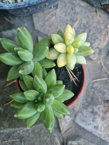 Pachyphytum compactum f.cristata variegata