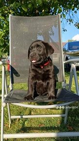 Labrador s PP čierne šteniatka