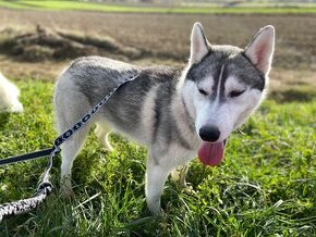 sibirsky husky