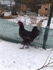 Australorp modry