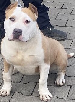 American bully Classic