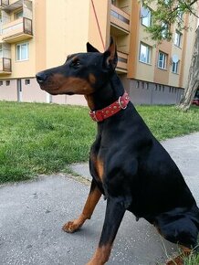 Doberman