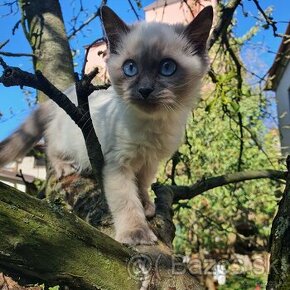 Ponukam ragdoll maciatko