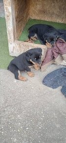 Rottweiler , RTW