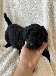 Šteniatka labradoodle