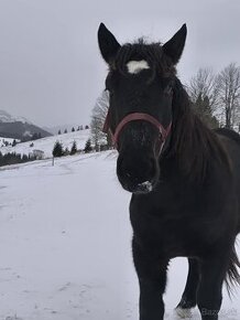 Predám ťažného zrebca