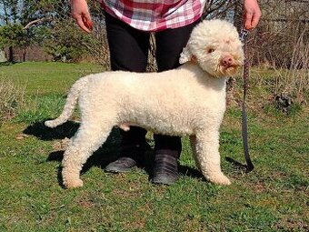 Lagotto Romagnolo