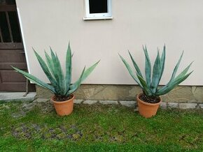 Agave kaktusy - 1